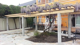 苗から育てた藤棚はコンクリートの柱に木製の棚には腐食防止のため、1本づつ屋根も設置